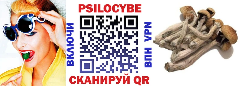 как найти Биробиджан Псилоцибиновые грибы GOLDEN TEACHER